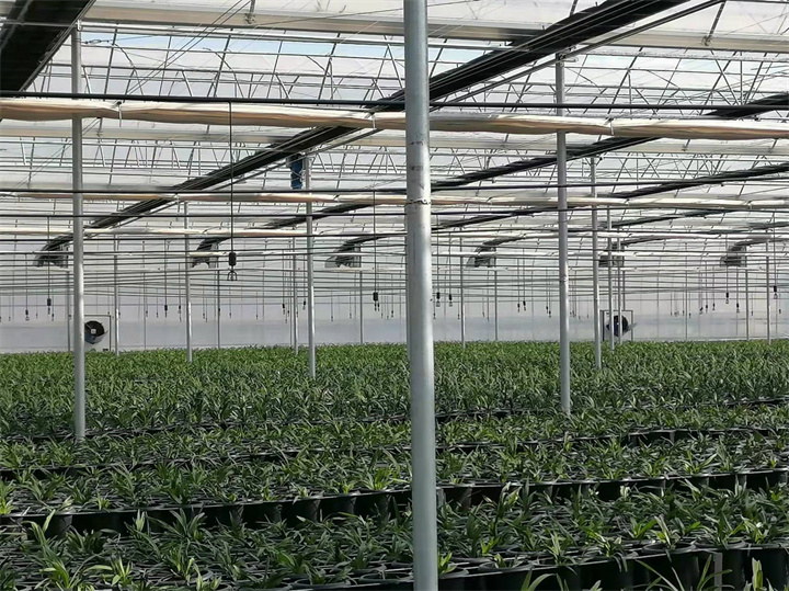 仙龍花卉西昌基地